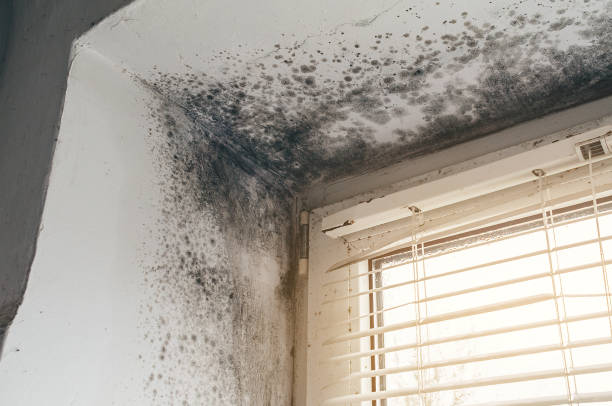Affordable Attic Mold Remediation solutions in Plainsboro, NJ